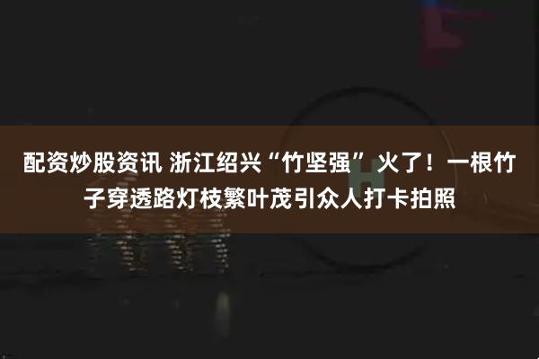 配资炒股资讯 浙江绍兴“竹坚强” 火了！一根竹子穿透路灯枝繁叶茂引众人打卡拍照